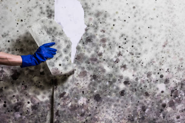 Best Commercial Mold Removal  in Ko Olina, HI