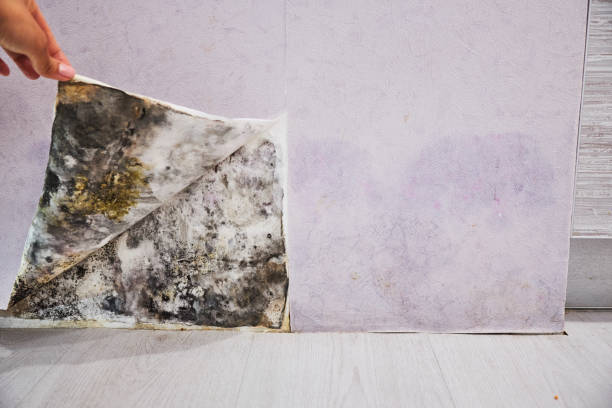 Best Mold Damage Repair  in Ko Olina, HI